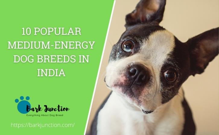 Medium-Energy Dog Breeds
