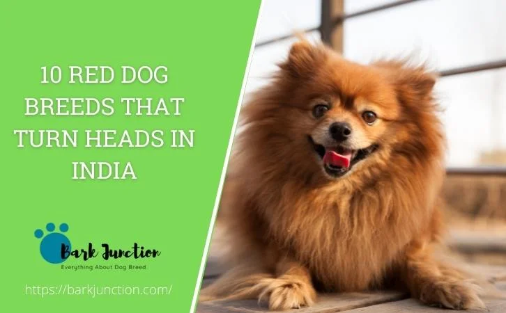 Dog Breeds That Turn Heads