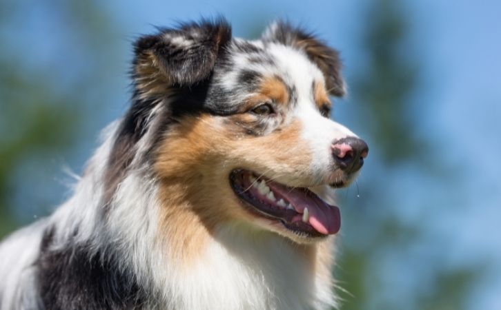 High-Energy Dog Breeds in India 