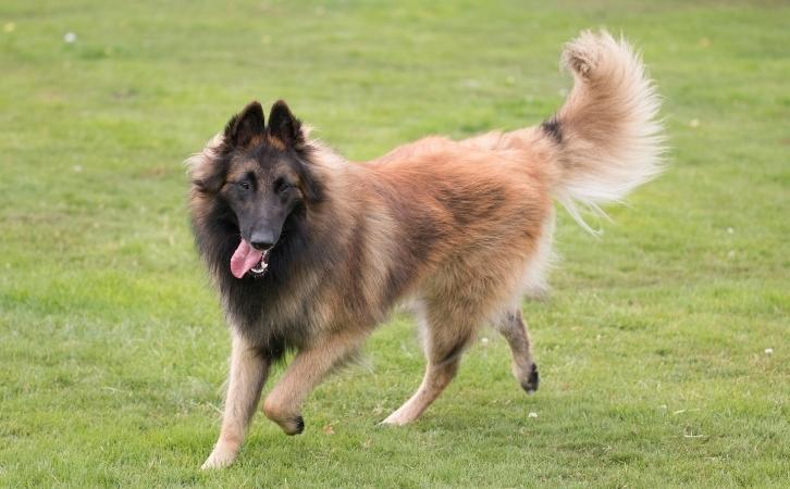 Dog Breeds for Runners