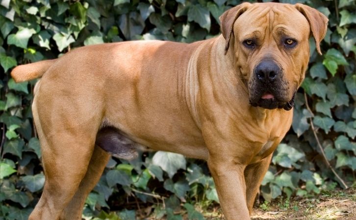 Illegal or Banned Dog Breeds