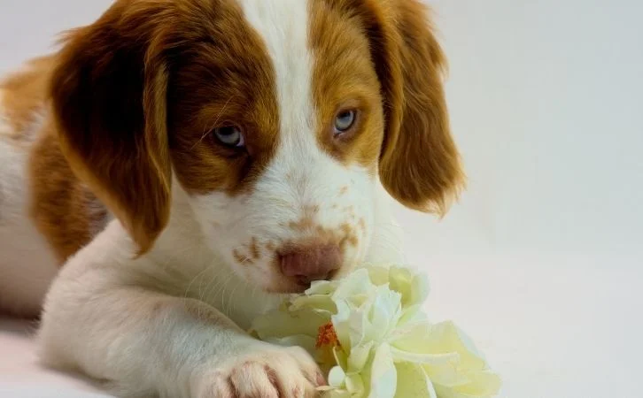 Dog Breeds for First-Time Owners