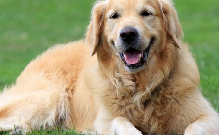 Dog Breeds for First-Time Owners