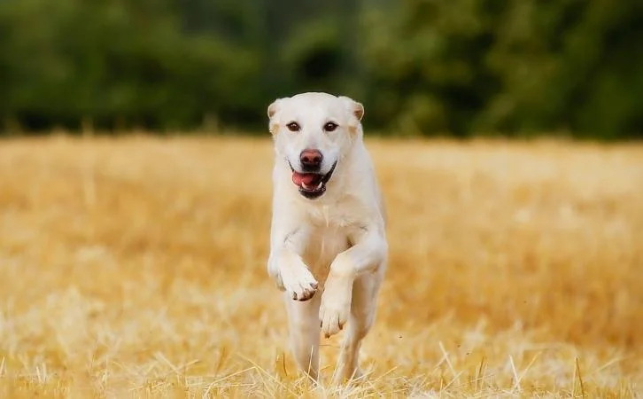 Dog Breeds for First-Time Owners