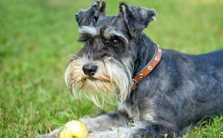 dog breeds that need moderate exercise