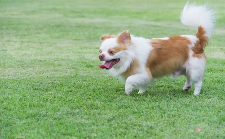 Dog Breeds That Don't Need a Lot of Exercise
