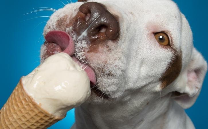 Can dogs eat Ice Cream