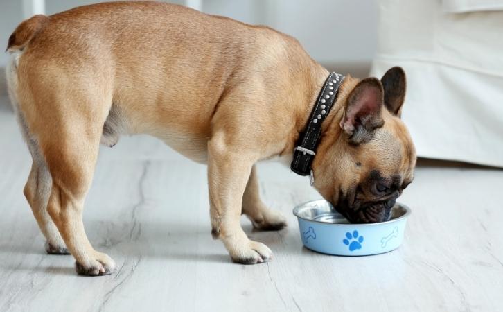 Can dogs eat bread?
