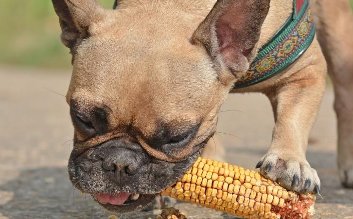 Can dogs eat corn
