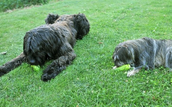 Can dogs eat cucumbers
