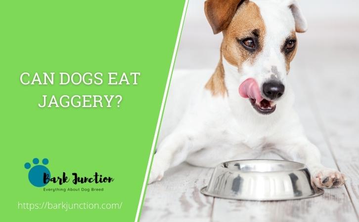 Can dogs eat jaggery