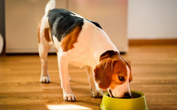 is cane sugar bad for dogs