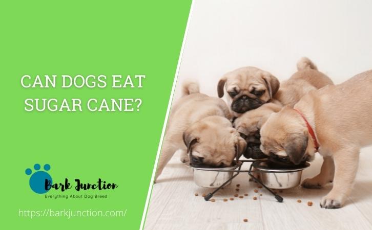 Can dogs eat sugar cane
