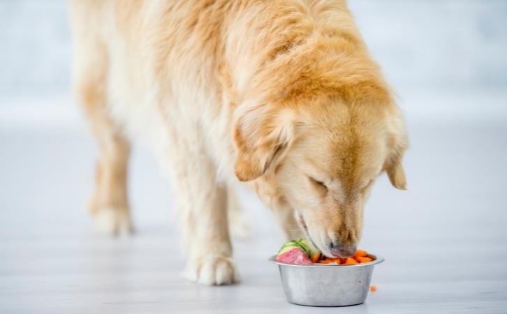 Can dogs eat tomatoes?