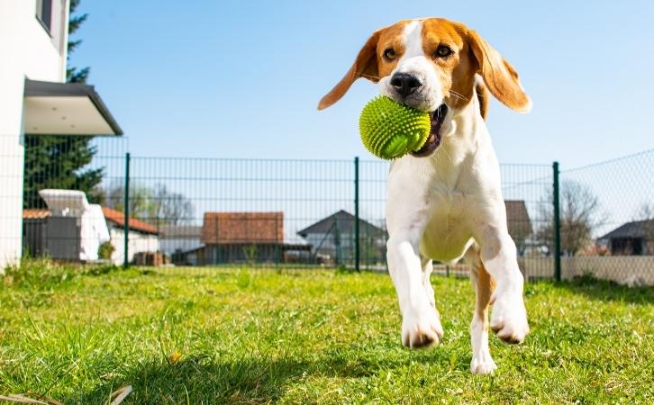 How to Choose the Right Toys for Your Dog?

