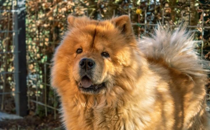 Chow Chow Dog Price in India
