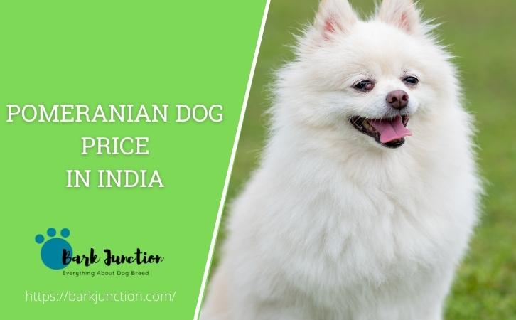 Pomeranian dog price in india