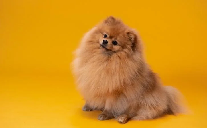 cost of a Pomeranian puppy in India