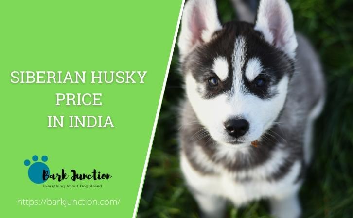 Siberian Husky Price In India