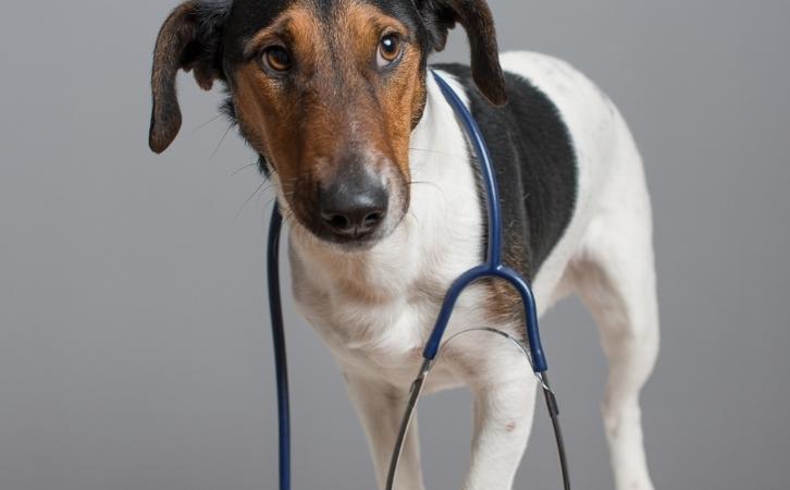 What You Need to Know About Pet First Aid
