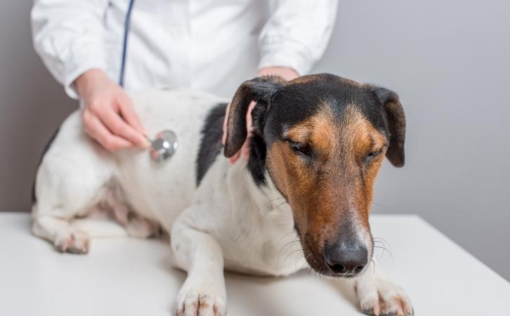 What You Need to Know About Pet First Aid
