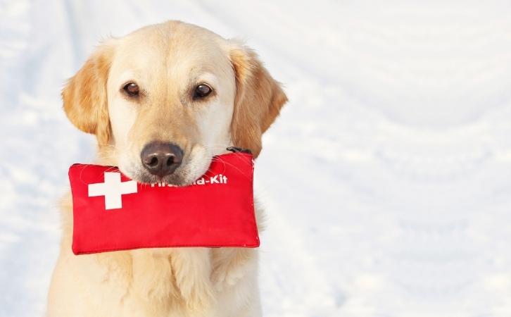 What You Need to Know About Pet First Aid
