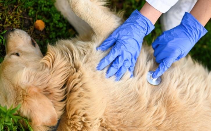 What You Need to Know About Pet First Aid
