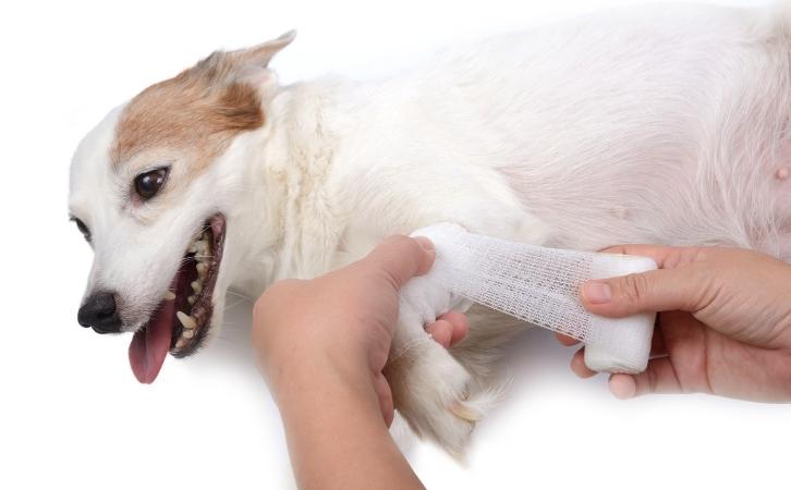 What You Need to Know About Pet First Aid
