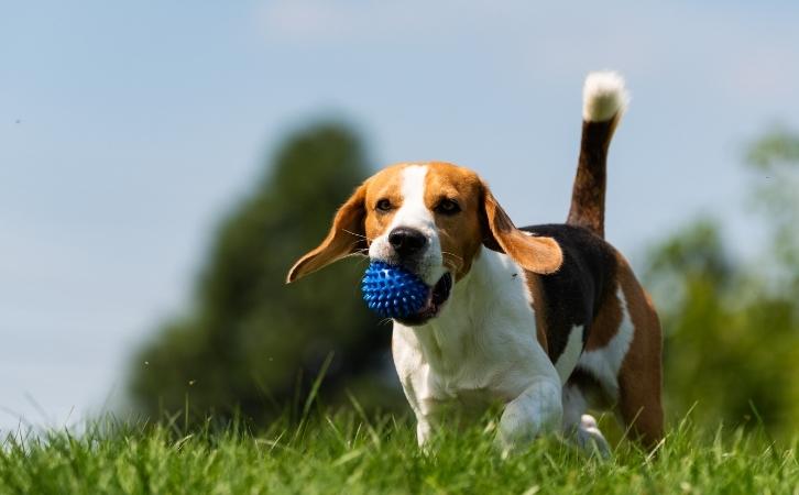 cost of a beagle in India