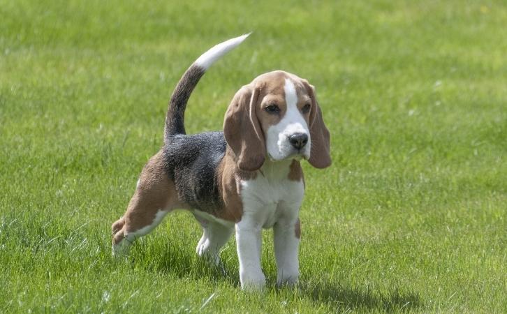 beagle puppy price in India