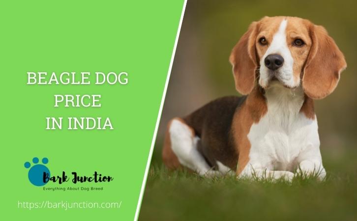 beagle price in india
