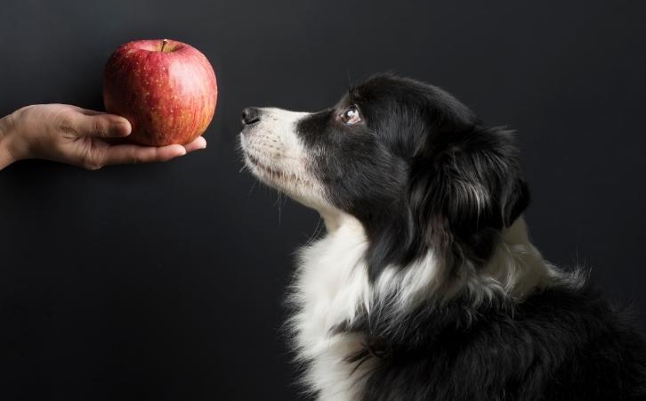 Can dogs eat apples
