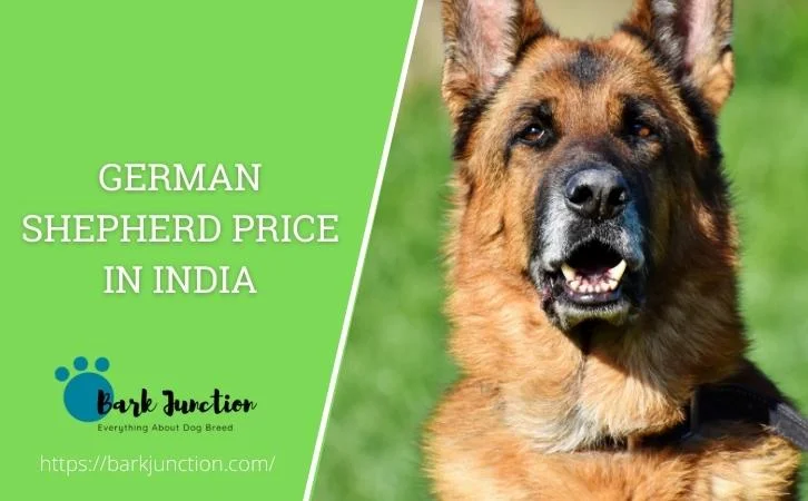 german shepherd price in india