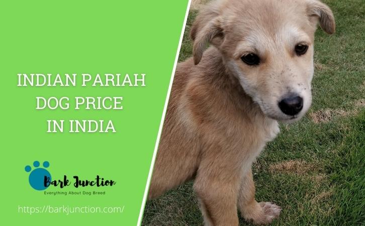 indian pariah dog price in india