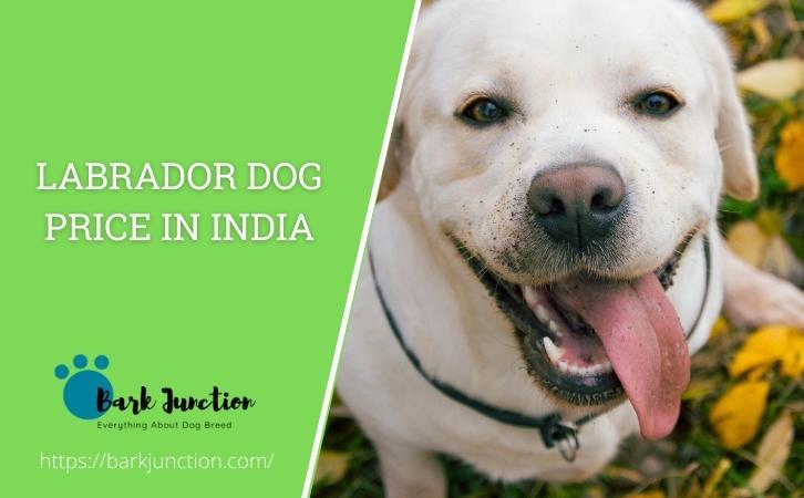 labrador dog price in india