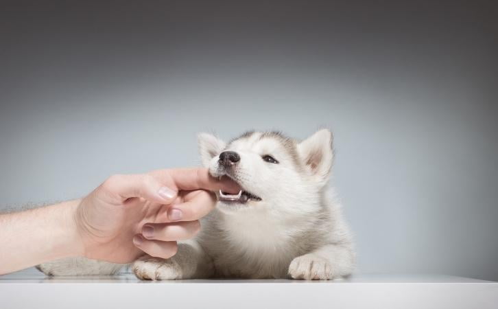 6 Things To Stop Aggressive Puppy Biting