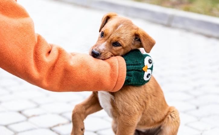 6 Things To Stop Aggressive Puppy Biting