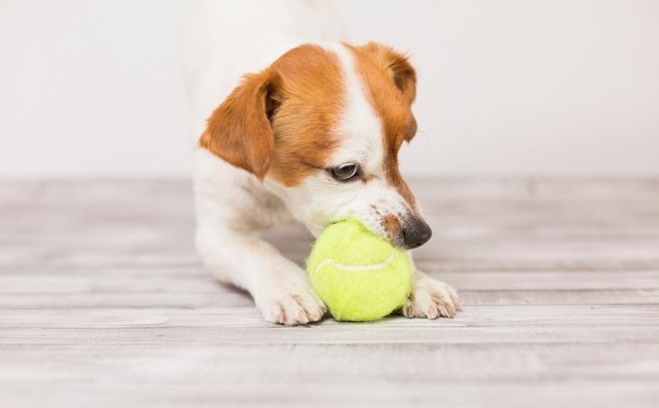 6 Things To Stop Aggressive Puppy Biting