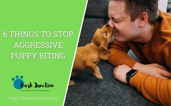 6 Things To Stop Aggressive Puppy Biting