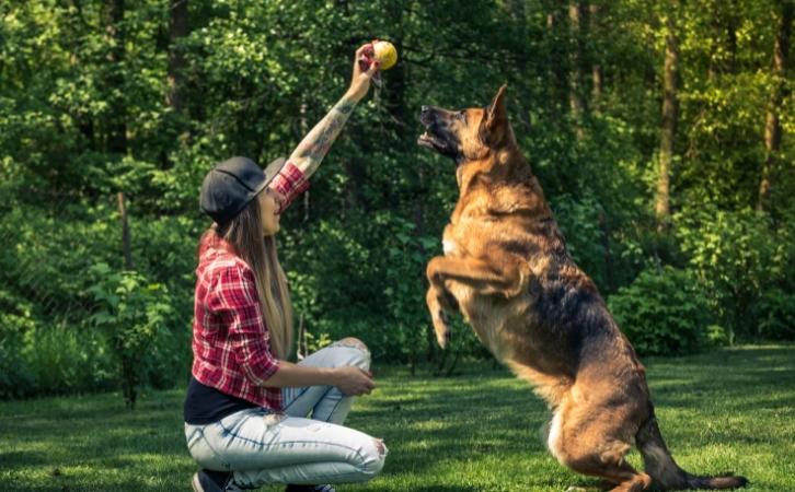 7 Ways to Enforce Positive Behavior in Your Dog