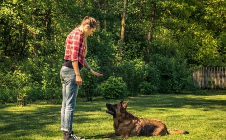 7 Ways to Enforce Positive Behavior in Your Dog