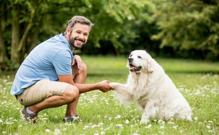 Basic Dog Training for Beginners