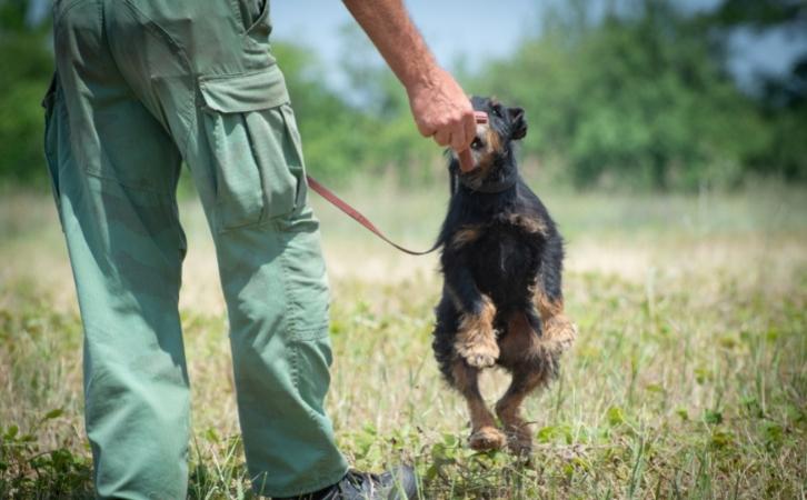 Basic Dog Training for Beginners