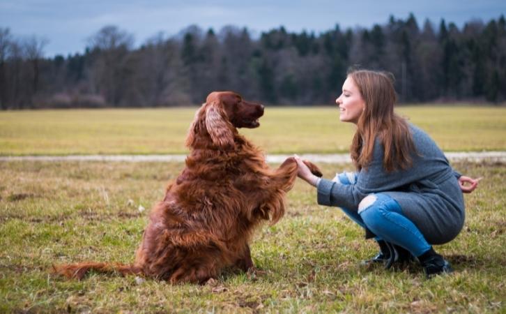 Basic Dog Training for Beginners