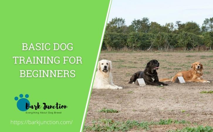 Basic Dog Training for Beginners