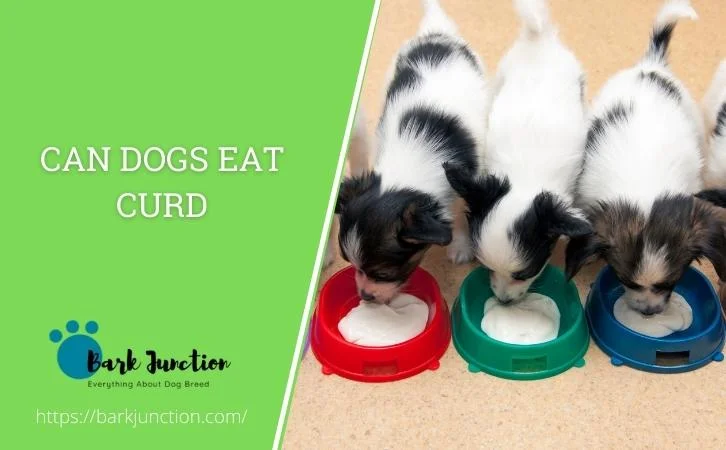 Can Dogs Eat Curd