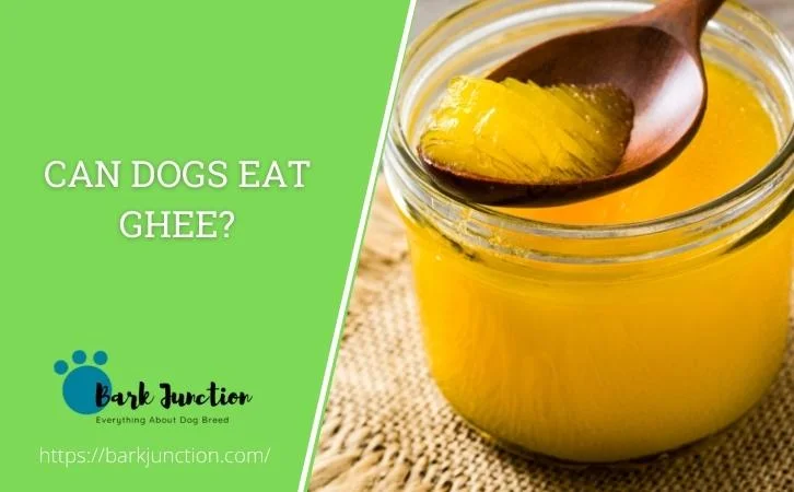 Can dogs eat ghee