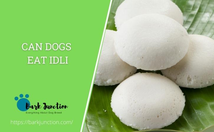 Can dogs eat idli