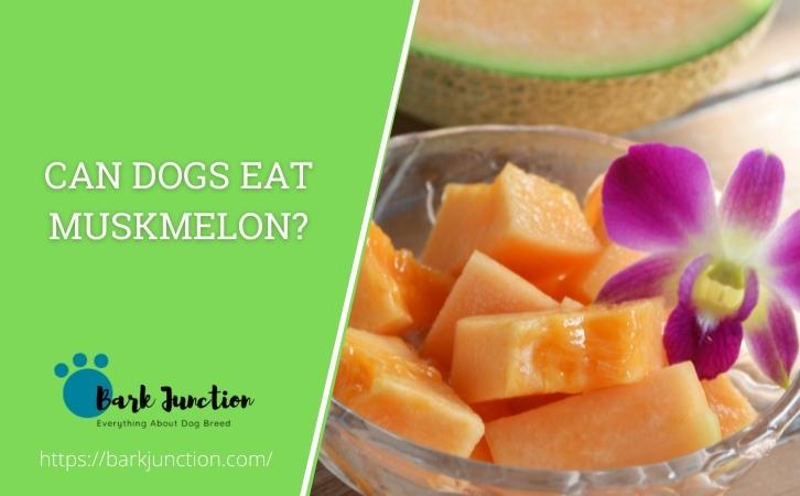 Can dogs eat muskmelon