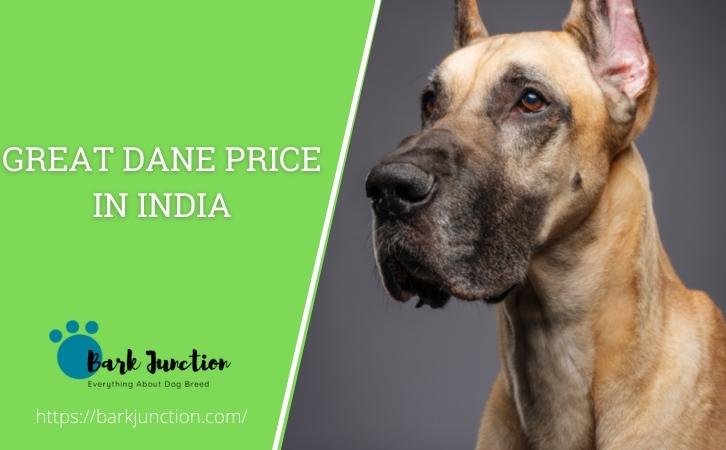 great dane price in india